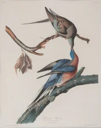 Pigeon migrateur
